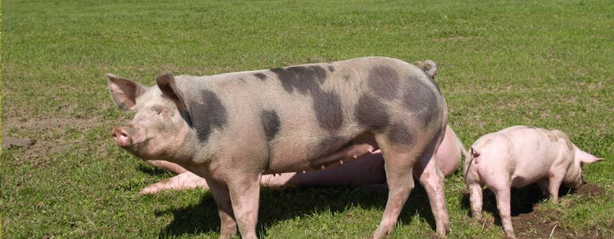 porcs bio elevés en plein air Normandie