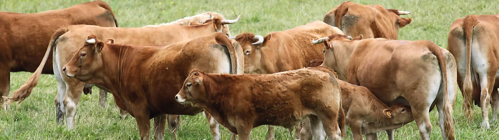 boeuf limousin, nourri et fini a l'herbe